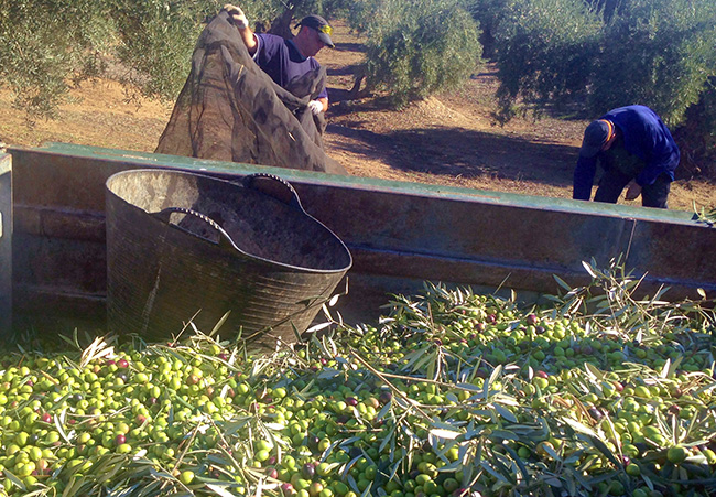 aove-ecologico-donlope-negocio-franquicia