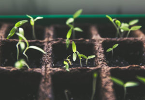 conceder franquicias